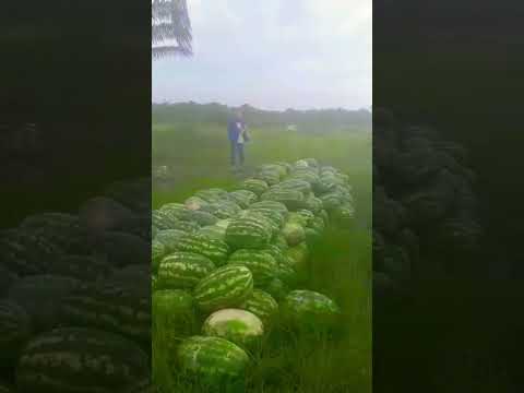 vida na roça - colheta de melancia no município de Rorainopolis Roraima Brasil.