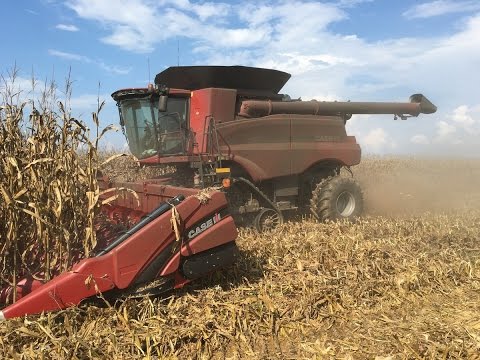 Corn Harvest 2016: Case IH 9240 Combine and 16 Row Corn Head