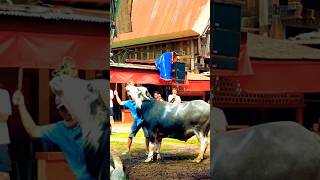 Download lagu Skill ma'tinggoro tedong mp3