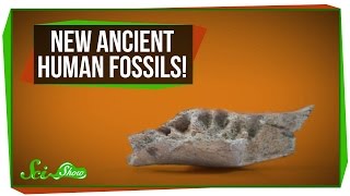 New Ancient Human Fossils!