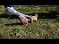 Miniature Poodle dogs for sale: Henry - Video 1