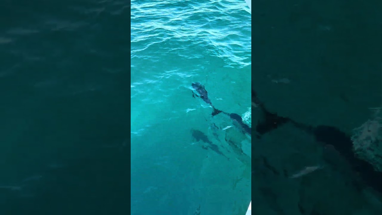 YouTube Short thumbnail