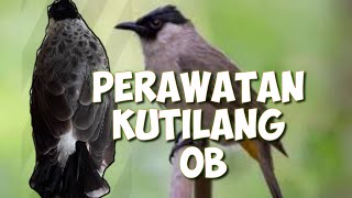 Download lagu CARA MENGATASI BURUNG KUTILANG OVER BIRAHI mp3