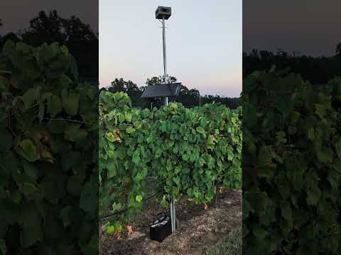 Squawking bird noises to deter birds from ripening grapes