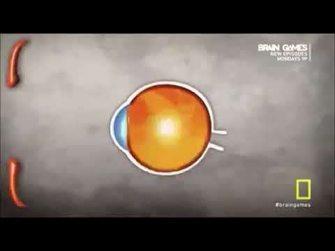 Special sense: Stereoscopic vision