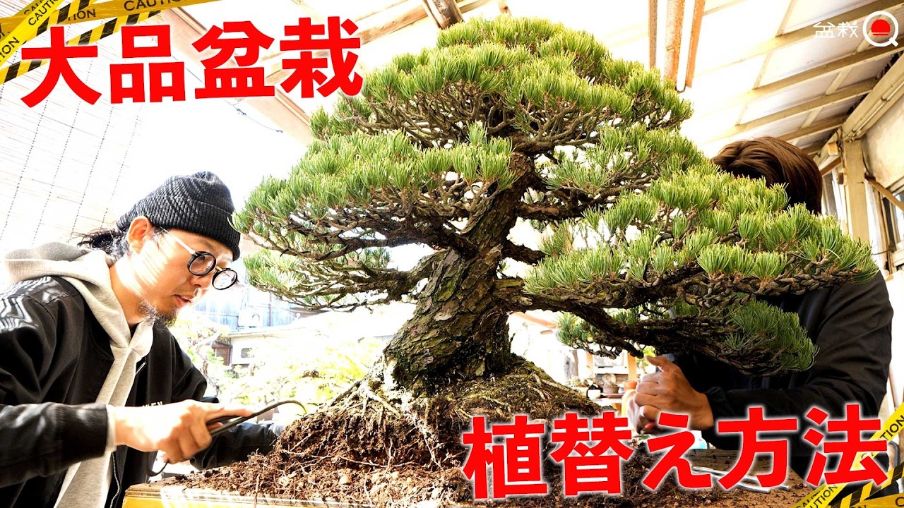 大型盆栽を植え替える方法【盆栽Q】