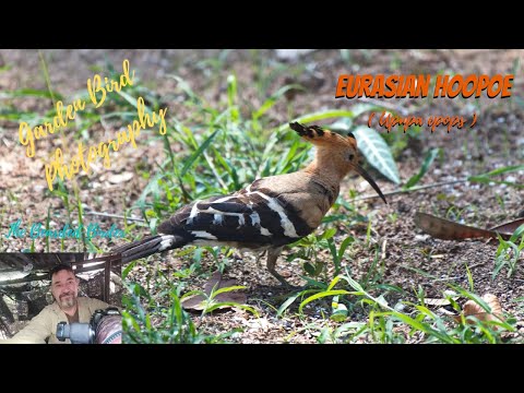 Amazing Garden Birds of Thailand  | The Hoopoe (Upupa epops)