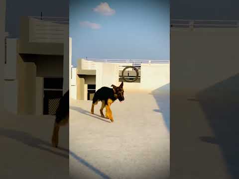 #dog #trending #garmanshepherd #puppy #doglover #gsdpuppy #gsd #dogs #love #youtube #youtubeshorts