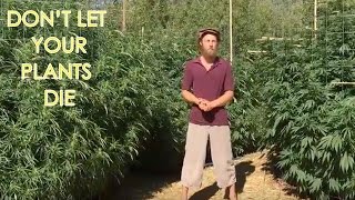Cannabis in Flower During a Heat Wave - How to Avoid Root Rot & Beat the Heat!