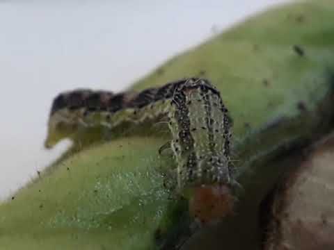 Perforador de la vaina