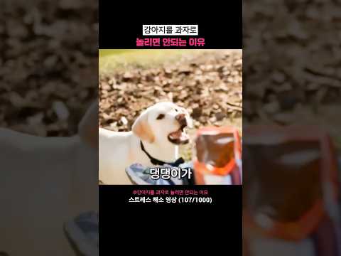 강아지를 놀리면 안되는 이유