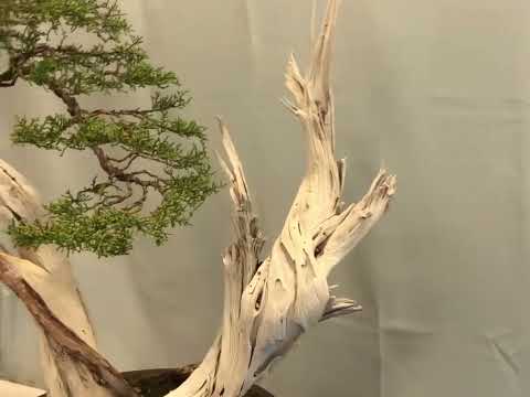 Chino Bonsai Club Show 2021