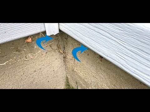 Ants Are Out of Control in Manasquan, NJ