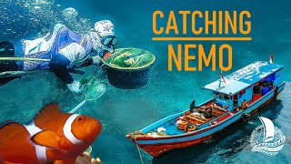 Where Aquarium Fish come from | The REAL NEMO STORY | Sailing Florence - Ep.100