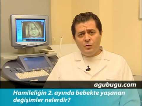 Hamilelikte  2. ay
