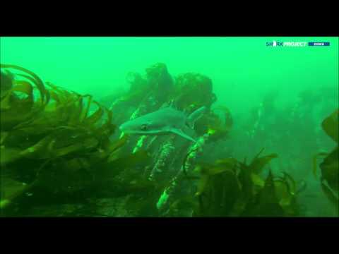 download lagu mp3 mp4 Schillerlocke, download lagu Schillerlocke gratis, unduh video klip Schillerlocke