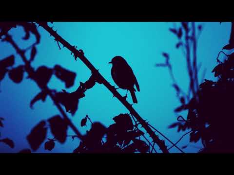 Revolution Peak = VESTIGES