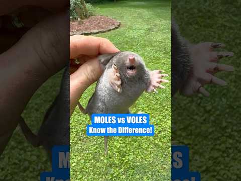 Moles vs. Voles: What’s Wrecking Your Lawn? #shorts