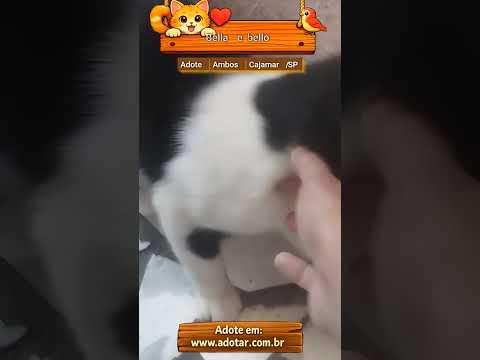 Vídeo de Bella e bello