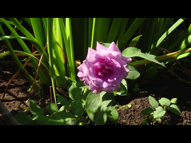 Где живут самые дружные садоводы?