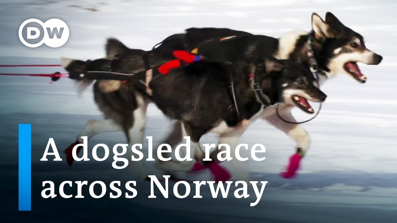 Europe’s toughest dogsled race