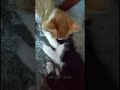 Sol E Lua Carinhosos Catlover Cat Love Mafalda Meredith Mirna Beach Edm Music Travel