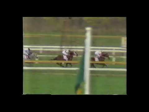 1988 Queen Elizabeth Stakes - Beau Zam vs Bonecrusher vs Dandy Andy