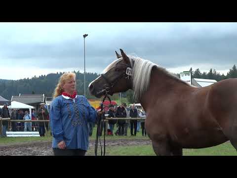 36. Lissy SchwK Stute  von Markus x Luna v. Wildhüter - Rossfest 2022 - St. Märgen am 11.09.2022