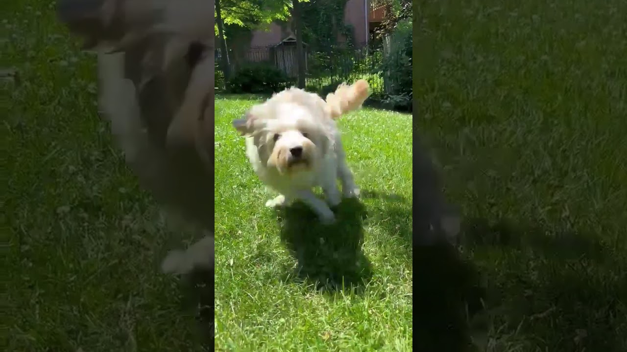 Enlarge Candy, a Adopted mixed breed in Mississauga, ON video 6/6