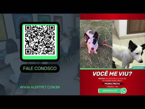Cachorro Perdido Pedra preta Careacu - Minas Gerais | Rayca