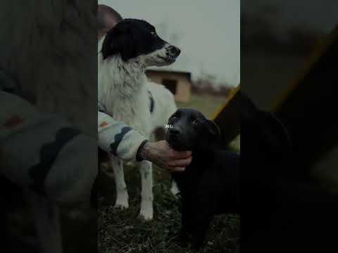 My #therapy ❤️ #dogrescueshelter #emotional #rescuingdogs #dogs