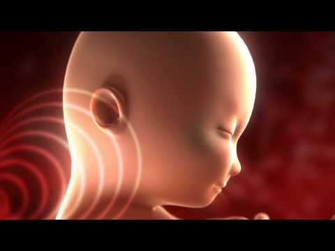 Pregnancy week by week: 15 to 19  - Pancitas.com