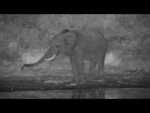 Djuma: Lone Elephant bull with stubbed tail - 20:25 - 05/28/20