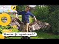 Zeldzame vogel dood na botsing met windmolen