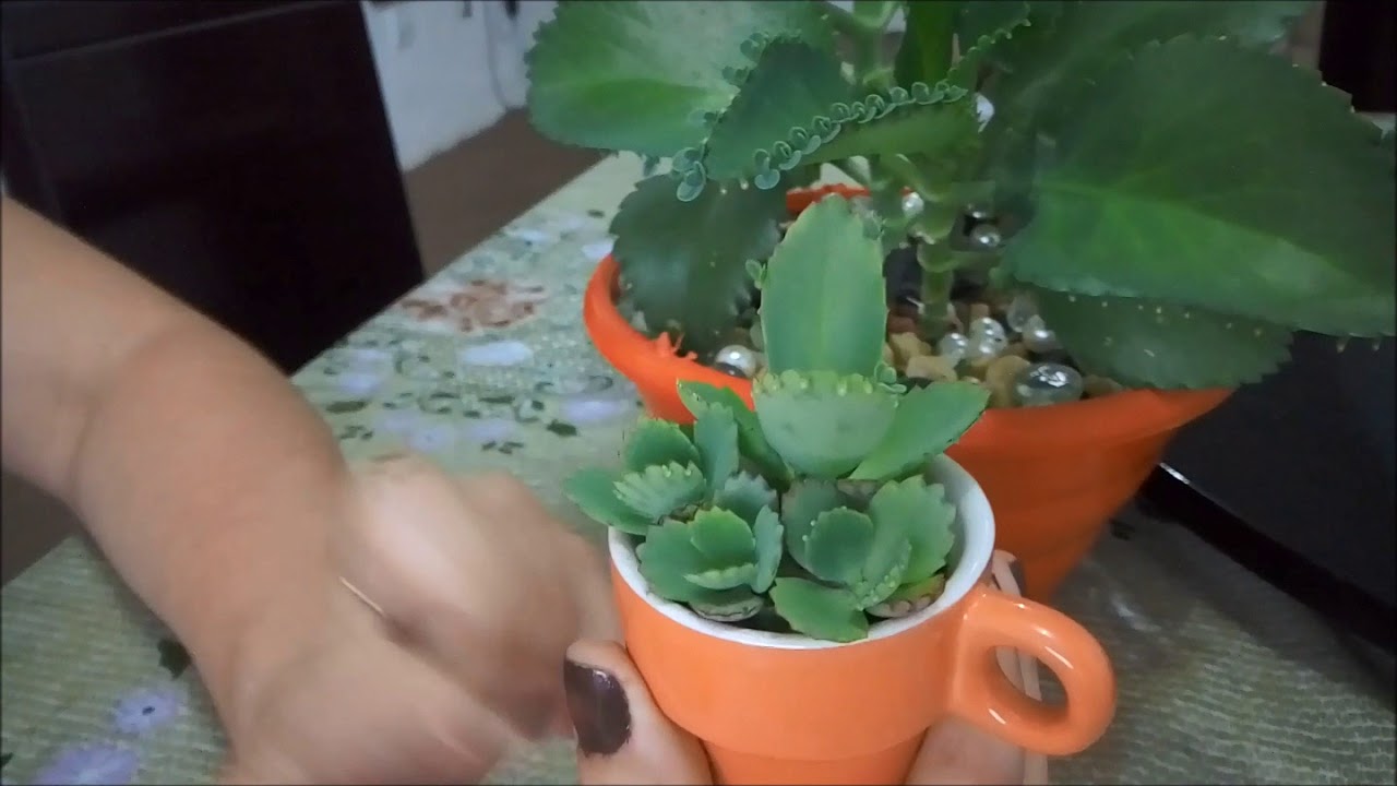 A planta mais fácil de cuidar (Suculentas Mãe de Mil)