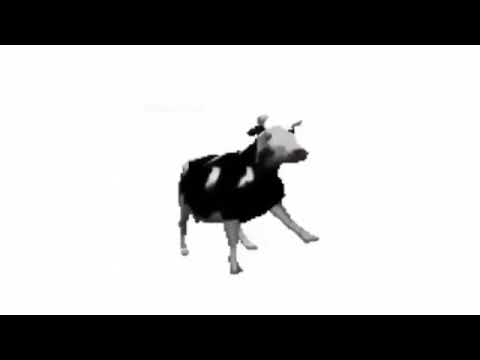 Dancing polish cow