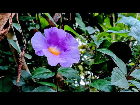 The earth laughs in flowers🌸🌻🌼🌷🌺