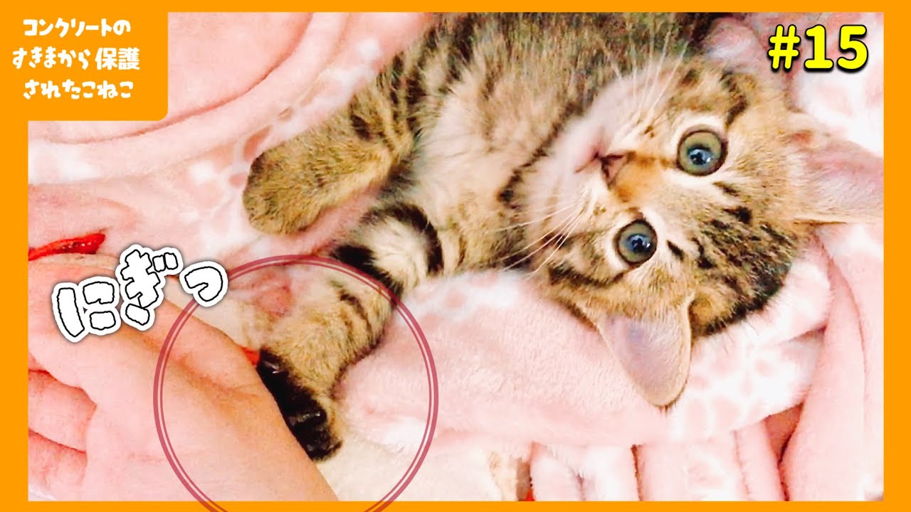 眠りにつくまで手をつないでいてほしい子猫　コンクリートの隙間から保護した子猫【子猫保護15日目】【#きじとら兄弟成長記録】さくらさんちゃんねる