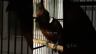 Download lagu Masteran handal, Cililin gacor.!!! mp3