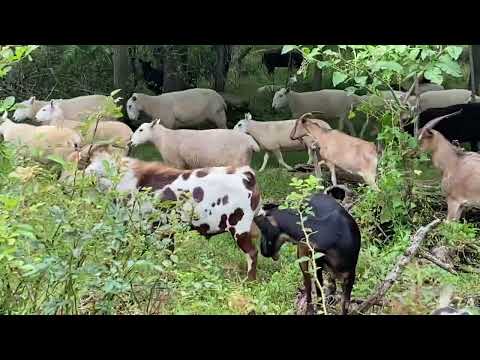 Texmaster Goats