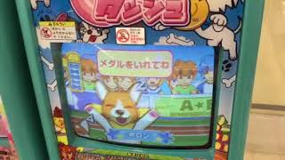 9秒98 100m日本新の桐生祥秀の記録も狙える犬 メダルゲーム ゲームセンター