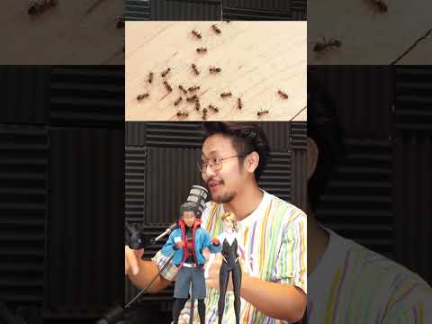 Why You Shouldn't Kill Ants!