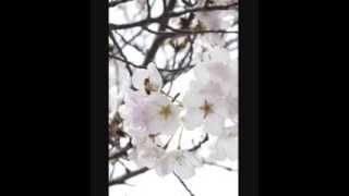 The American Analog Set - A Schoolboy&#39;s Charm