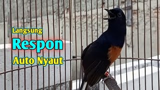 Download lagu Pancingan Murai Batu agar Bunyi cepat Respon buat Masteran Murai Batu agar Gacor Full Isian mp3