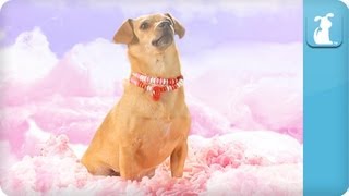 Katy Perry - California Gurls (ft Snoop Dog) - Katy Puppy - California Grrrs / Wide Awoof - Petody