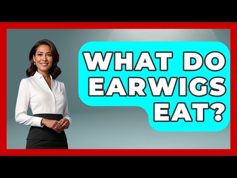 What Do Earwigs Eat? - Insects and Invaders