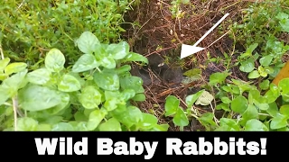 I Found Wild Baby Rabbits in My Yard!