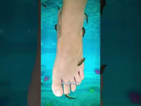 Fish Pedicures 🤔 (explained)
