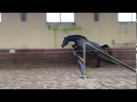 ADAGIO Star born 2017 by Adagio de Talma - Quick Star - Calido I - Corrado I (Jumping 2)