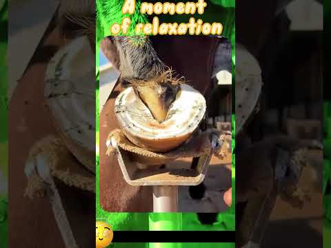 The moment of horseshoe trimming, an immersive experience.#asmr #comfort #relaxation #house